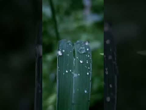 nature #Swarit Redekar#