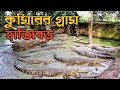 Crocodile Farm In A Remote Village Of Mymensingh Crocodile Farm In Mymensingh
