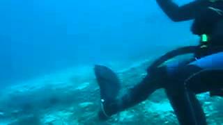 preview picture of video 'Scuba Diving in Ticao IsLand, Manta Ray encounter'