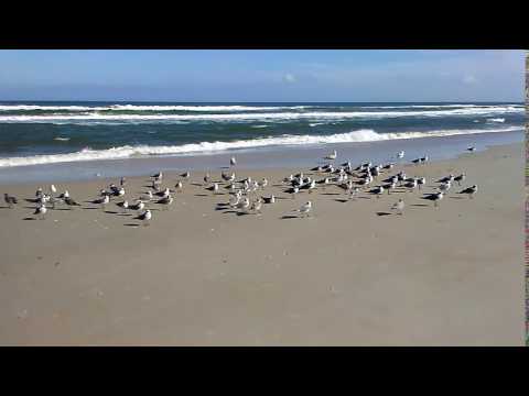 Birds on the Beach in December