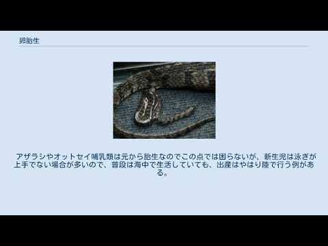 卵胎生動物: 例と興味深いもの