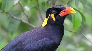 Download lagu suara pikat burung dan tiung /beo mp3