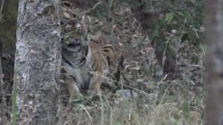 preview picture of video 'Encounter with male tiger "Handsome" 29th Jan 2018 5:45 PM. #Pench#Khursapar#sighting'