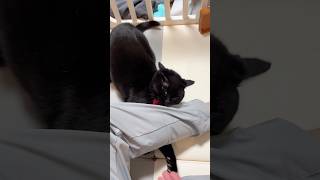 🐈‍⬛「飼い主はかまちょ」