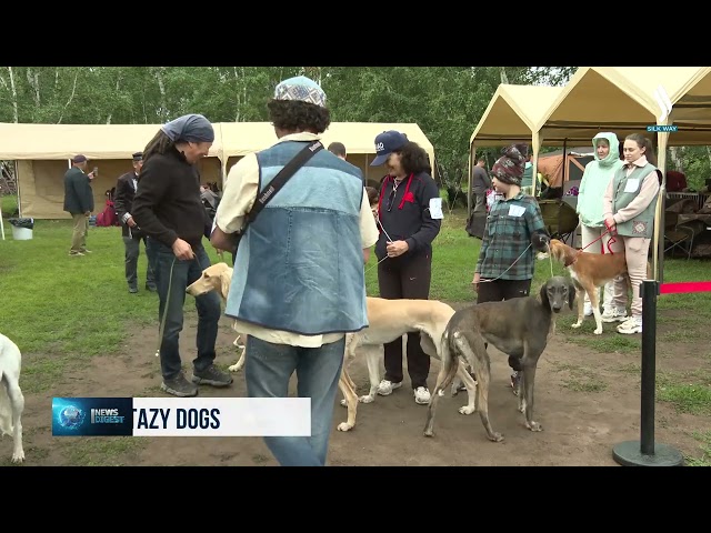Astana hosts exhibition dedicated to Kazakh Tazy dogs