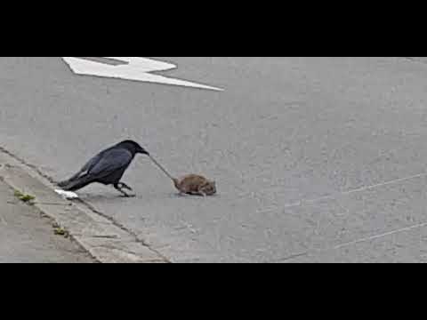 Krähe zieht Ratte auf die Straße um die Ratte überfahren zu lassen um sie dann zu verzehren!