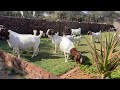 Show Females Boer Goat Boergoat Animals Femalegoat Show Auction