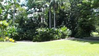 2015-10-06 Botanical gardens, Cairns