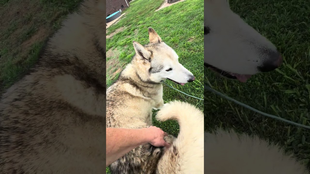 Yuma, a ADOPTABLE mixed breed in Franklin, TN video 2/4