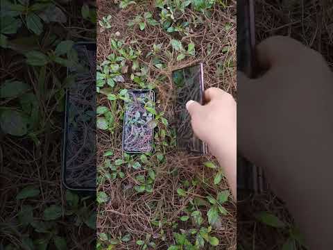 Samsung Galaxy S22: 新しいアップデートは発売以来最大の革新の 1 つをもたらします