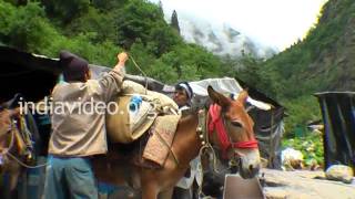 Trekking from Govindghat to Gangharia 