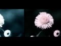 [MV] Cee-Roo feat. Nina Simone / Black is the ...