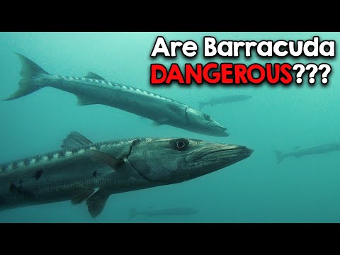Are Barracuda Dangerous???