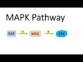 MAP Kinase Pathway (MAPK) with RAF, MEK and ERK