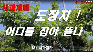 [사과재배]5월 도장지를 일찍 제거하여 양분을 극대화ㆍ 유효엽 확보