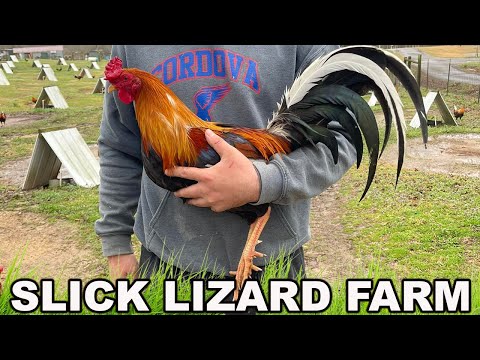 ALABAMA 💯‼️ Gilmore Hatch Sweater YLH Hoskins SLICK LIZARD FARM