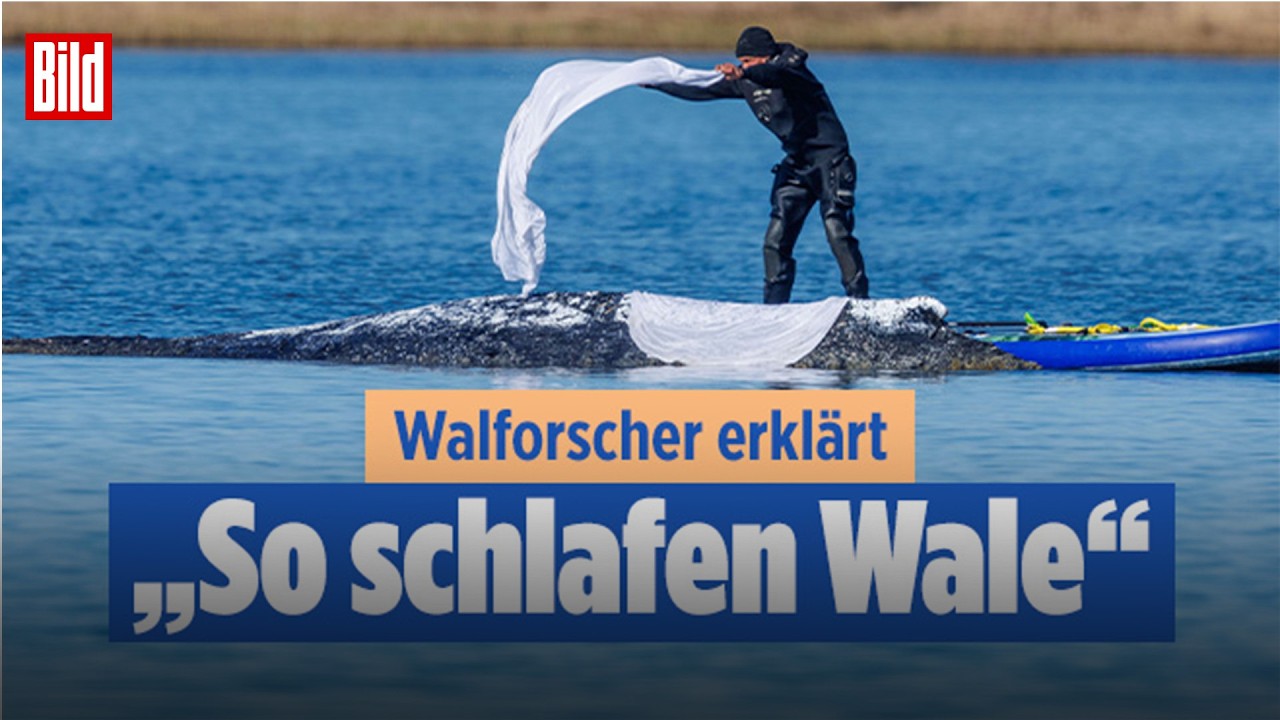 Schlafen Wale?: Walforscher Fabian Ritter erklärt diese Besonderheit!