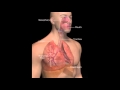 Механизмы дыхания человека 