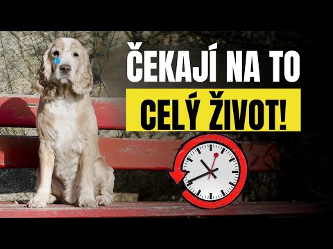 Váš pes čekal celý život, až to uděláte!