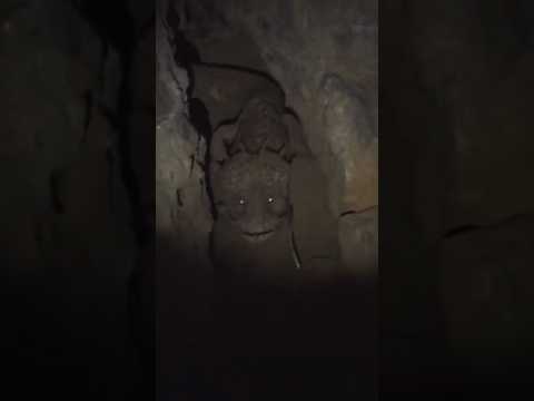 Cave wyrm or Dragon? #dragon #mythical #cave