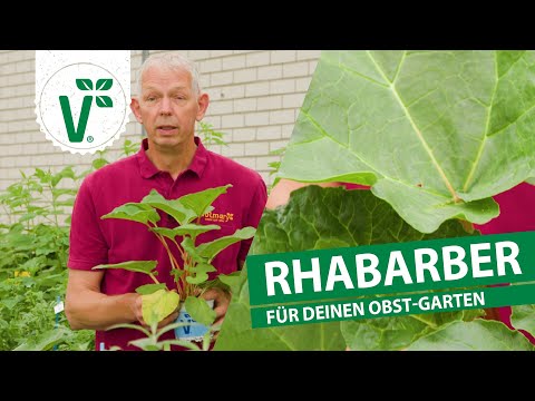Rhabarber für Deinen Obst-Garten
