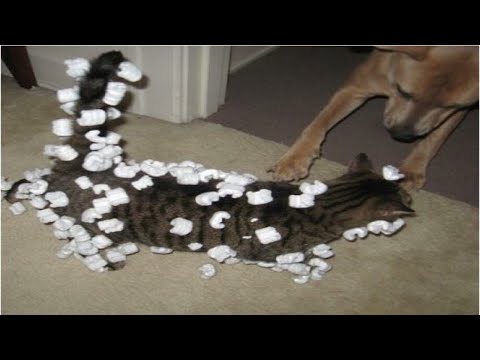 Lustige Tiere - funny animals 💜 Best of TikTok Videos #3