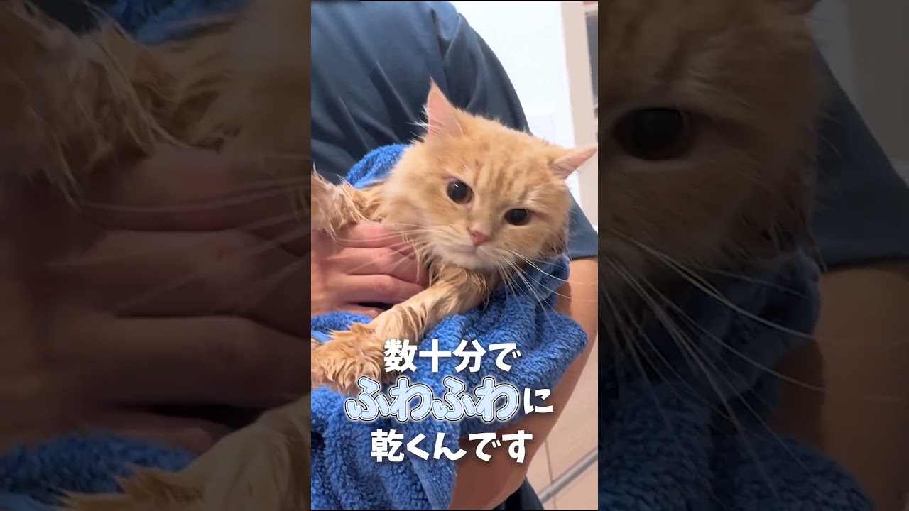 【便利すぎ】最新のペットドライルームが凄すぎました…