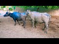 Super Meating Buffalo And Bull Full Sex Meating In Village