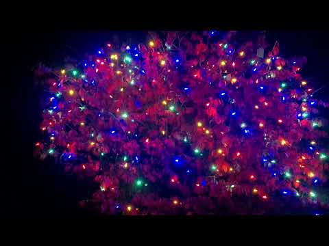 Review of Gdithy 100 LED Christmas Net Lights Outdoor,8 Modes Net Mesh String Lights Waterproof