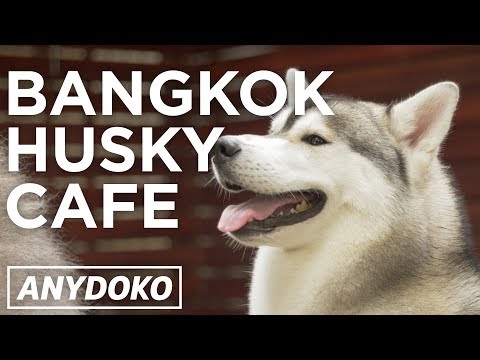 人気爆発中！タイ、バンコクのハスキー犬カフェ
