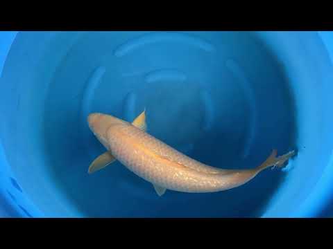 Nbr 10 JKS AC: 3Y Female GR Karashigoi Akame (Red Eyes) 62 cm