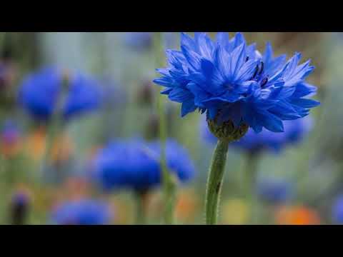 Belemir |  Hakan İlhan KURT -  Seslendiren Hasan ARSLAN #belemir #hakanilhankurt #koniltolkyny