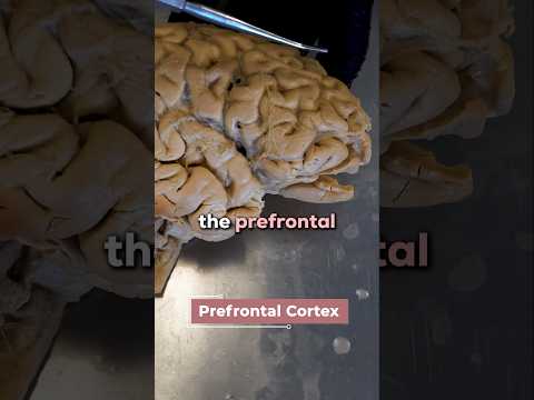 How Psilocybin Affects the Brain