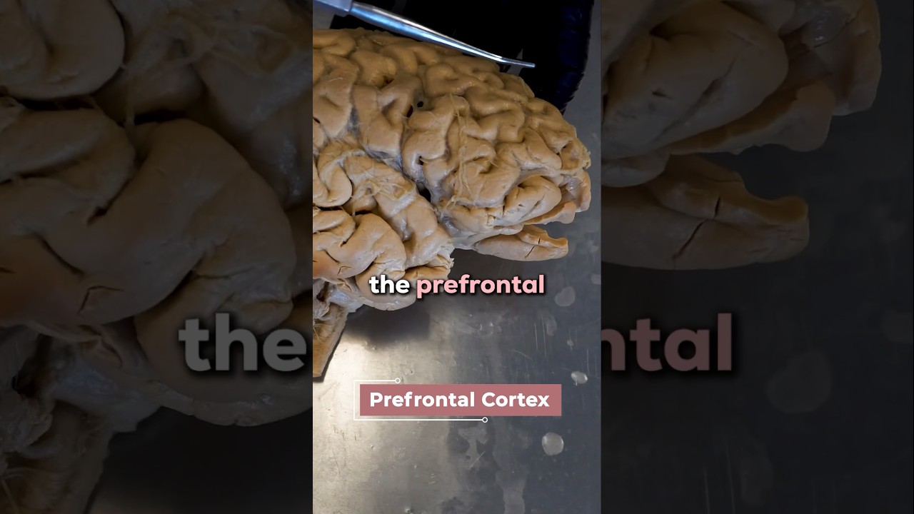 How Psilocybin Affects the Brain