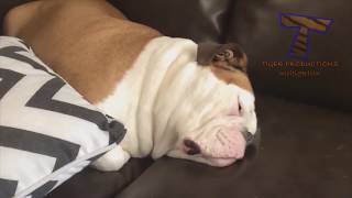 Hvolpar geta verið svo skemmtilegir