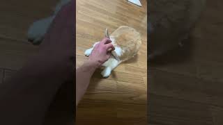【保護ウサギ】家飼い6年目の野生を忘れすぎたウサギ