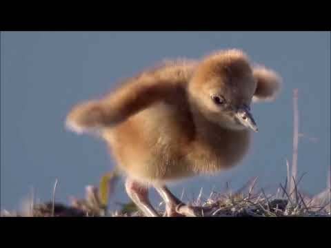 DJ MATRIX FEAT MARVIN - UN MONDO MAGICO