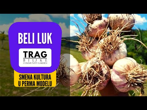 GARLIC - CULTURE CHANGE IN THE PERMA MODEL - RESOURCE (2022) [TRACE OF THE PLANT]