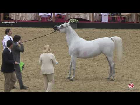 N 158 SHEHANA AL SHAQAB   10th Qatar International Arabian Peninsula Horse Show 2020   7 10 Years