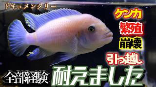 実録、飼育開始~2年半/姿が変わっていく熱帯魚、ムブナの成長記録【アクアリウム/シクリッド】