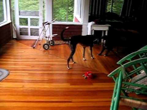 Neyla & Tasha playing in Maine 2004