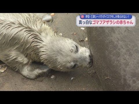 YouTube Video 見られるのは今だけ…「すっごく可愛い」白い産毛のゴマフアザラシの赤ちゃん　静岡・沼津市　伊豆・三津シーパラダイス
