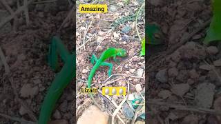 Amazing green Lizard 🦎 #lizard #lizards #animals #wildlife #viral #shorts