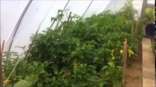 unkle yule / music by the caretaker camaraderie at arms length