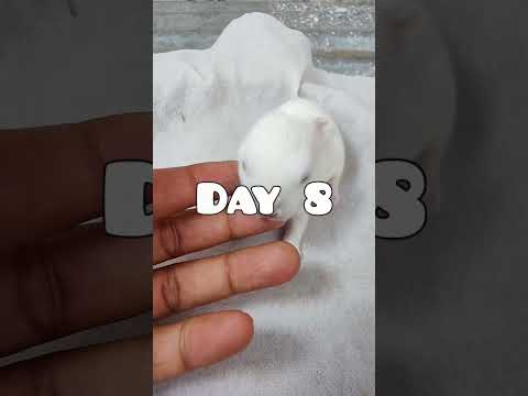 Rabbit Growth - Baby Rabbits Grow Up #animals