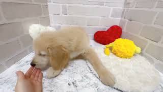 ゴールデンレトリバーの動画01