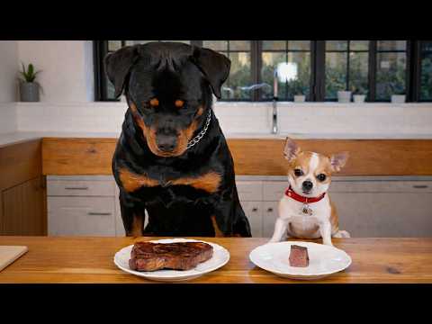 Chihuahua vs Rottweiler | The Funniest Moments Ever 🐶🍗🤣