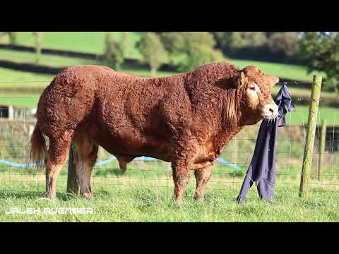 Limousin bull - Image 2