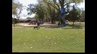preview picture of video 'Off-Leash K9 Indianapolis Dog Training'
