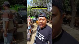 Download lagu Belanja dapat 3 ekor langsung ditandon dikandang dulu #shorts #pasarsapi #bosmuda mp3